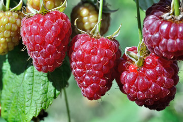 close-up of ripe raspberries