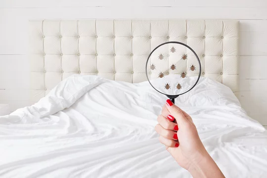 Insanitation concept. Woman holds lens, shows there are bugs in bedclothes, detects bad insects demonstrates dirty conditions. Dirtiness, unhygienic conditions and uncleanness