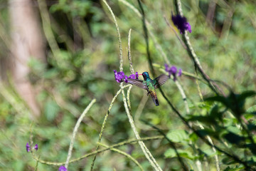 Vivid rear view close-up of flying Violetear Hummingbird , heavy structured green background