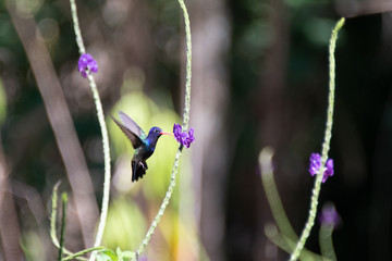 Vivid close-up profile of flying Violetear Hummingbird, flower, dark blurry background