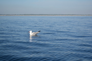 gaviota sobre el mar de Canpicafort 