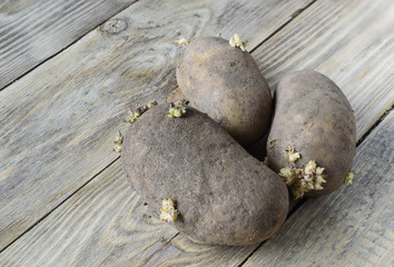 Sprouted potatoes on a wooden background rustic stule