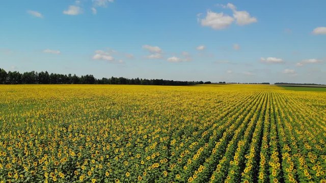 A field with sunflower in Russia