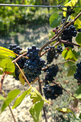 Naklejka premium Close up of a purple grapevine in a french vineyard