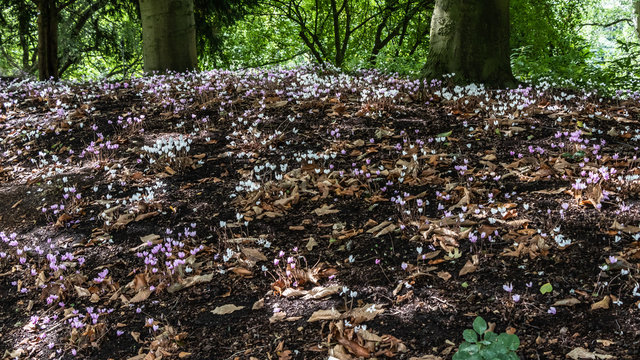 coloured Nepalese cyclamen