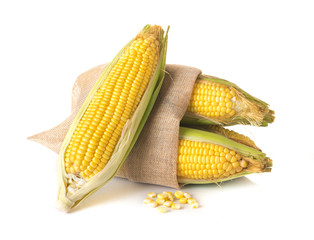 Fresh sweet corn isolated on white background