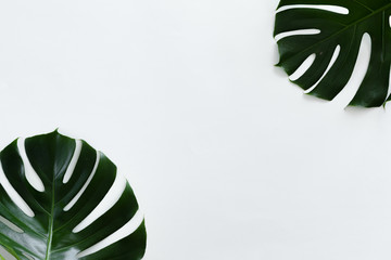 Tropical leaves Monstera on white background with copy space. Flat lay, top view