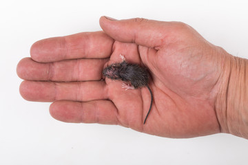 mouse rodent in hand