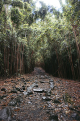 Bamboo garden 