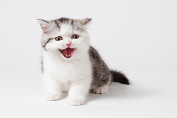Fototapeta na wymiar Scottish tabby kitten meows shouts purebred kitten on a white background.