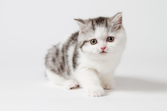 Scottish tabby kitten on white background, purebred kitten.  