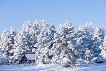 Barn and frost covered trees in winter landscape.