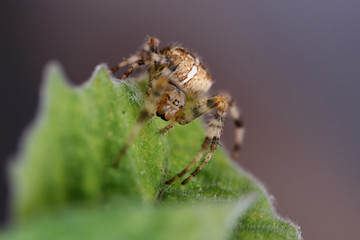 garden cross spider (Araneus diadematus) on a leaf, an orb-weaver spider found in Europe and North America, macro shot with copy space