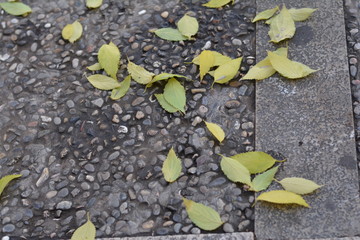 hojas sobre el suelo