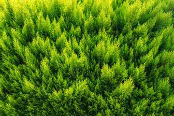 Green bush pattern.