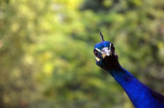 Ver&auml;rgerter Pfau
