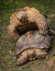 Obraz premium Schildkröten bei der Fortpflanzung