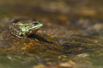Perez's frog (Pelophylax perezi) on a stone in a river