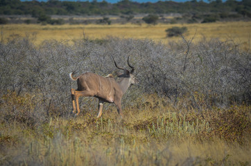 Fototapeta premium Kudu Antilope im Sprung