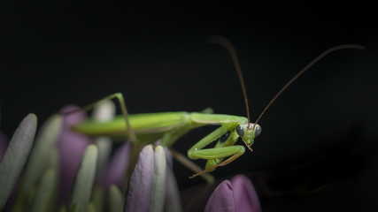 mante religieuse sur fond noir 