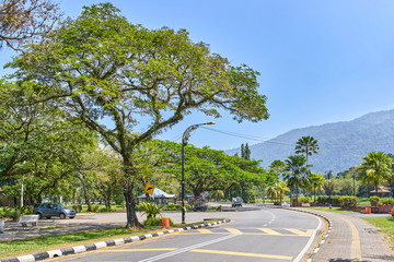 Old tree with long branches along Taiping Lake Gardens or Taman Tasik, Malaysia