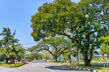 Fototapeta na wymiar Old tree with long branches along Taiping Lake Gardens or Taman Tasik, Malaysia
