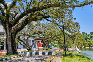 Old tree with long branches along Taiping Lake Gardens or Taman Tasik, Malaysia