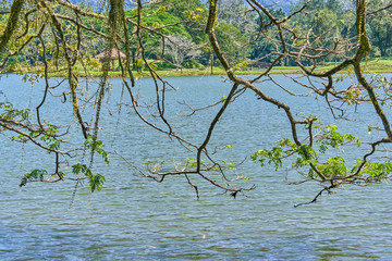 Old tree with long branches along Taiping Lake Gardens or Taman Tasik, Malaysia