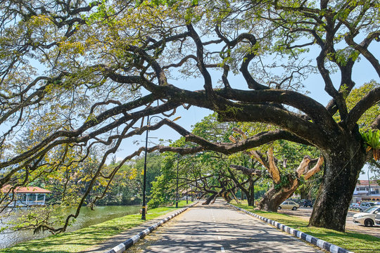 Old tree with long branches along Taiping Lake Gardens or Taman Tasik, Malaysia