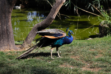 Full body of male blue indian peafowl on the pond
