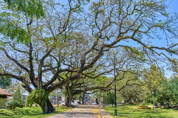 Fototapeta premium Old tree with long branches along Taiping Lake Gardens or Taman Tasik, Malaysia