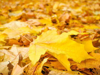 Naklejka na ściany i meble Autumn background - yellow marple leaves on black asphalt road with copy space for text. Fall background. Texture. Square composition.