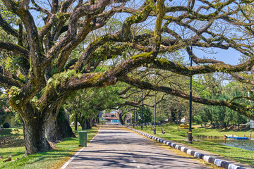 Old tree with long branches along Taiping Lake Gardens or Taman Tasik, Malaysia