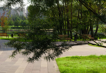 Tree branch on the background of the path in the Park