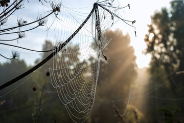 picturesque view of cobweb on tree branch at sunrise 
