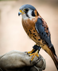 American Kestrel Close Up