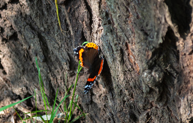 Butterfly Admiral on the background of tree bark