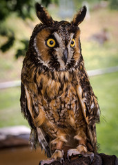 Great Horned Owl