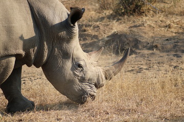 Portrait de rhino