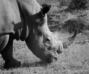 Portrait de rhino noir et blanc