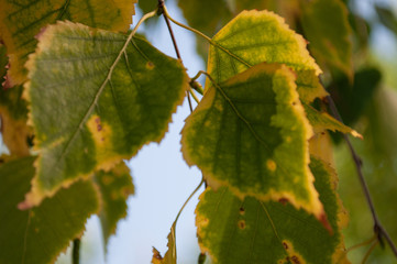 Green birch leaves starting to turn yellow