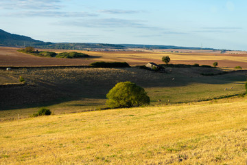 Felder nach der Ernte im Sommer, Pfalz, Rheinland-Pfalz, Deutschland