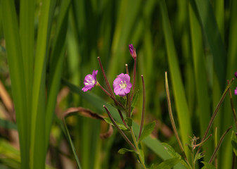 Purple flowers on a background of green grass