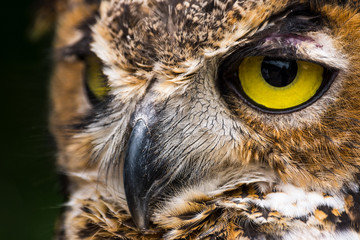 Great Horned Owl