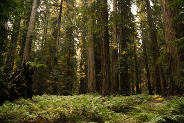 Thick fern ground cover under a dense old growth redwood forest in California - 220692711