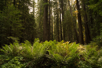 Thick fern ground cover under a dense old growth redwood forest in California