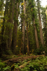 Fallen trees lying on a fern covered floor in a redwood forest in California