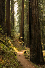 Fototapeta premium Hiking path through a fern covered redwood forest in California