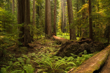 Fallen trees lying on a fern covered floor in a redwood forest in California