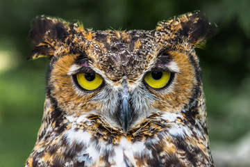 Great Horned Owl